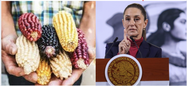 Campesinos mexicanos critican programa de ‘Precio Justo’ del maíz de Sheinbaum: ‘Es el exilio del campo’
